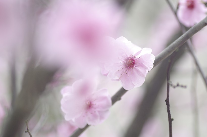 淡粉色梅花图片