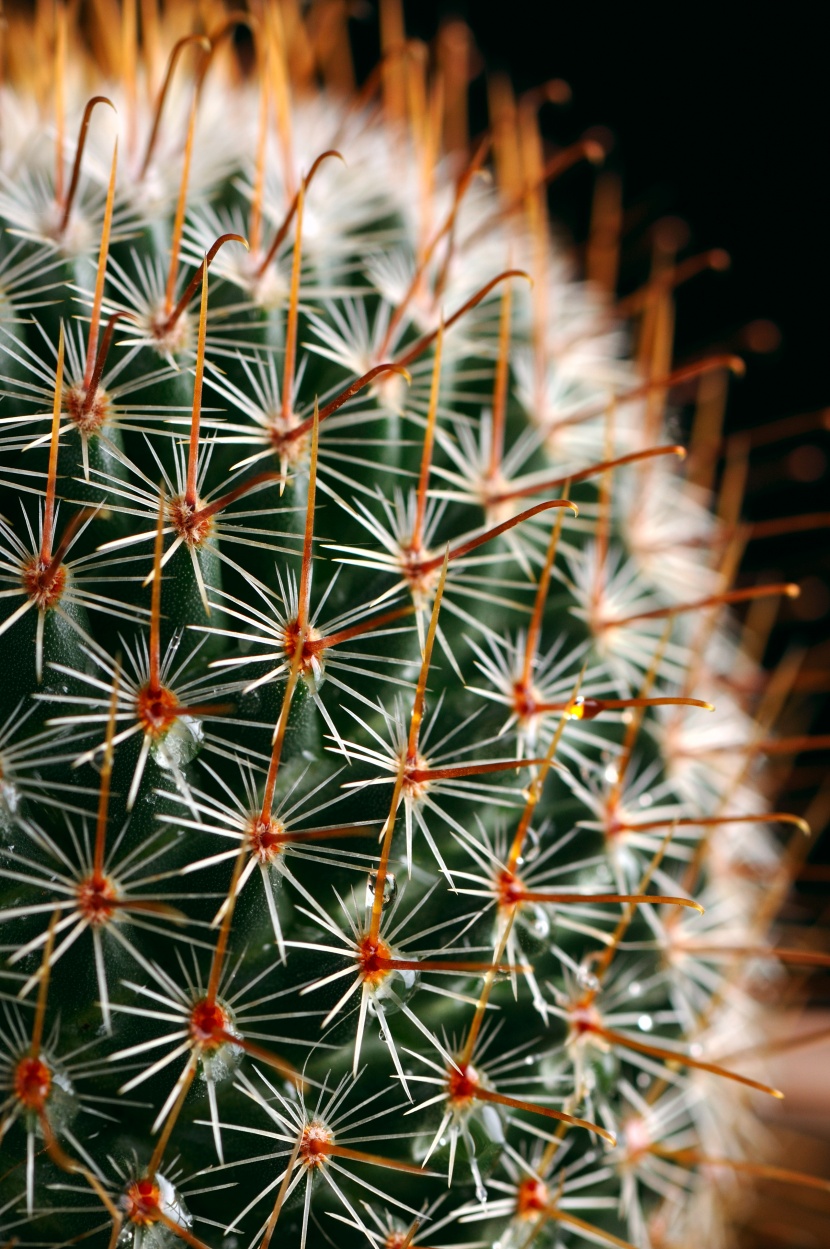 仙人掌科植物图片