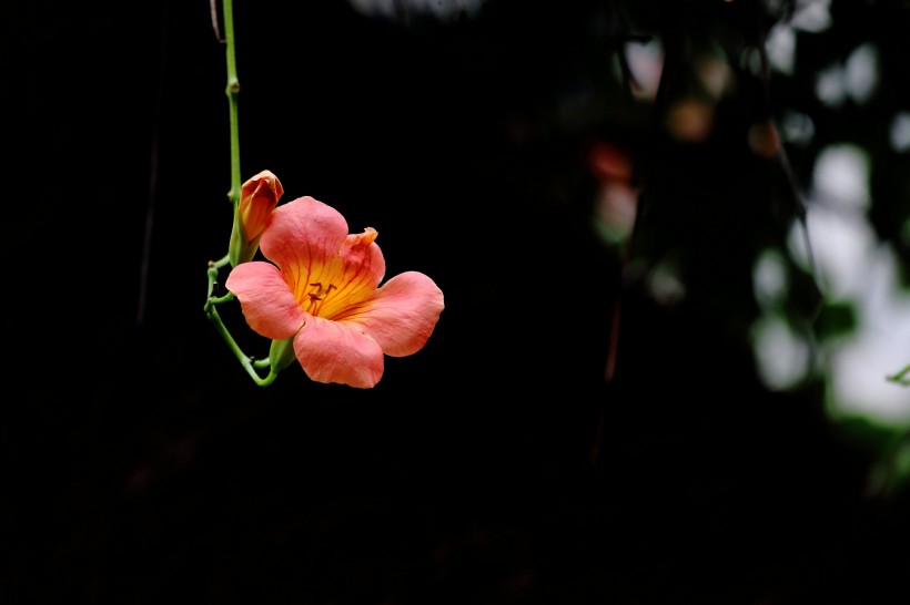 橙色凌霄花圖片   