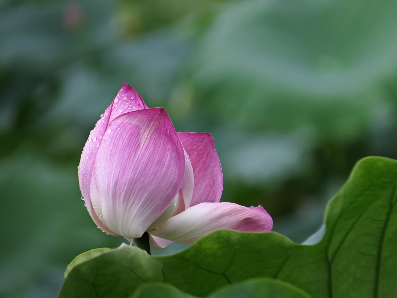 雨后荷花圖片