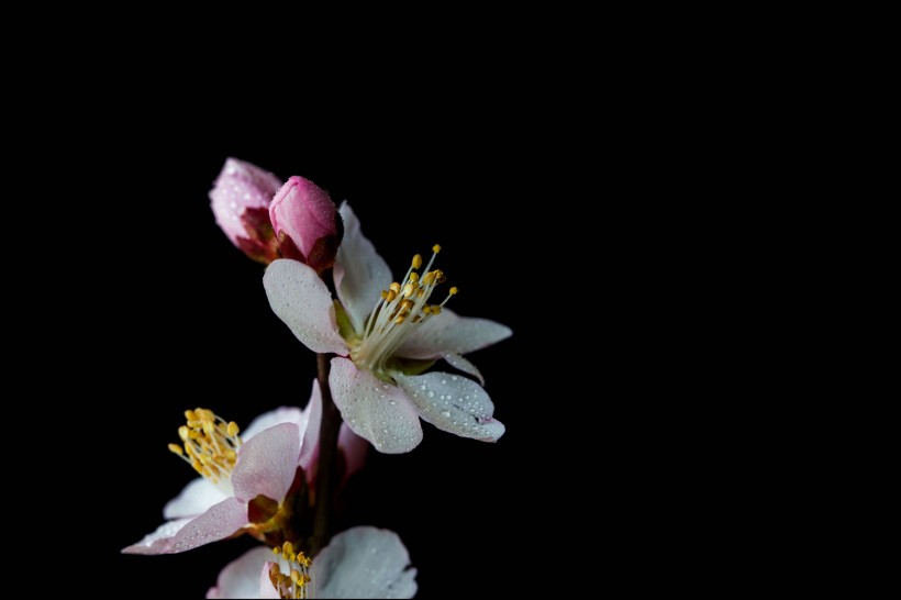 微距桃花圖片