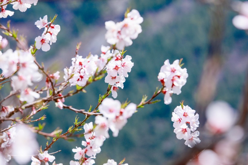 西藏林芝桃花沟风景图片