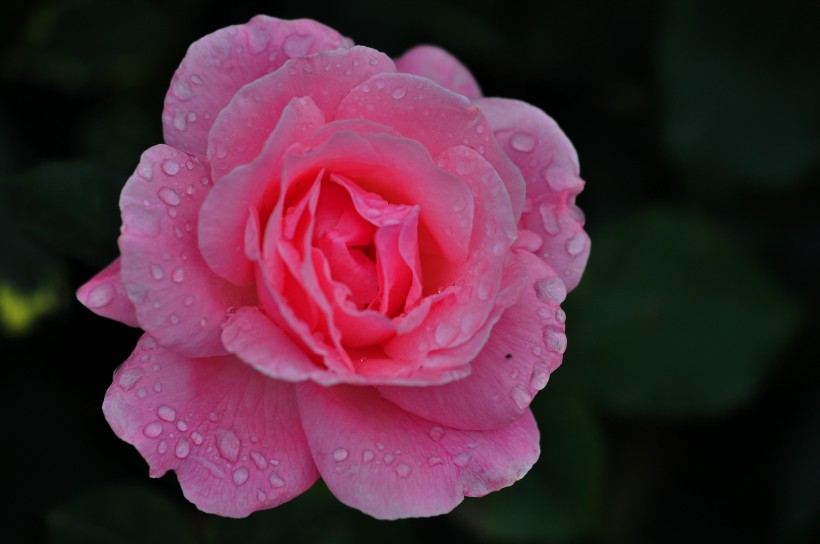 雨后的月季花圖片