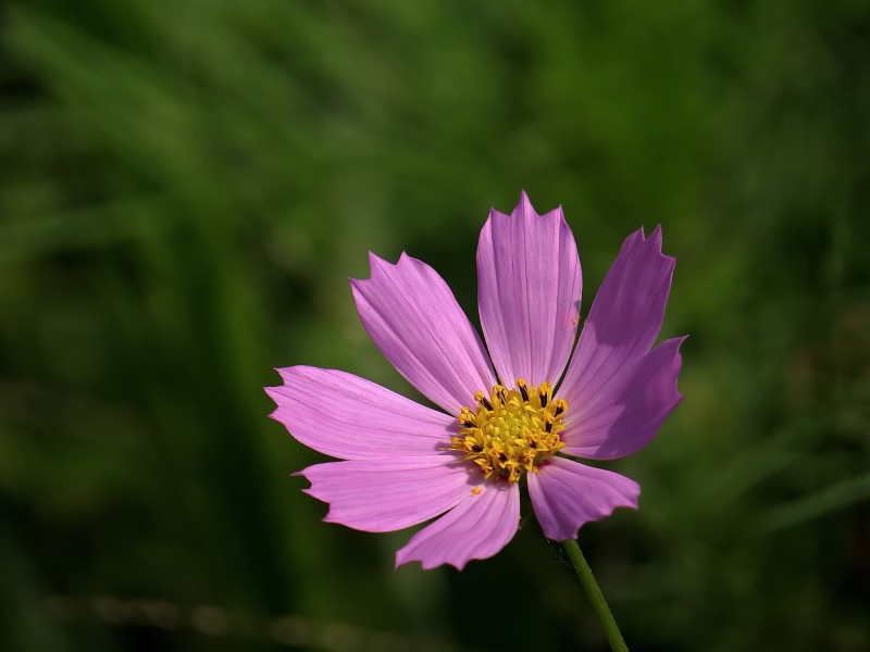 格桑花图片