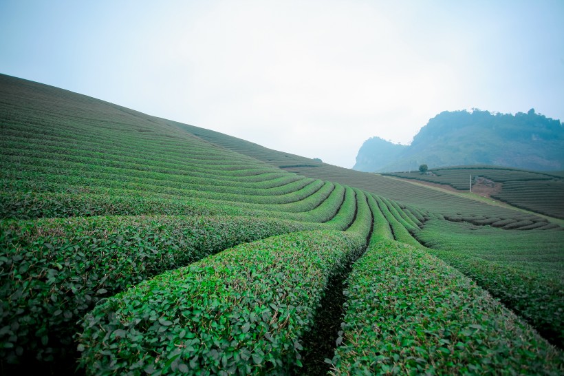 綠色茶園風(fēng)景圖片