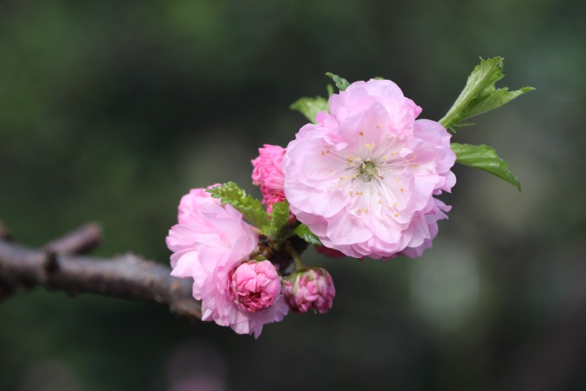 粉色郁李花圖片   