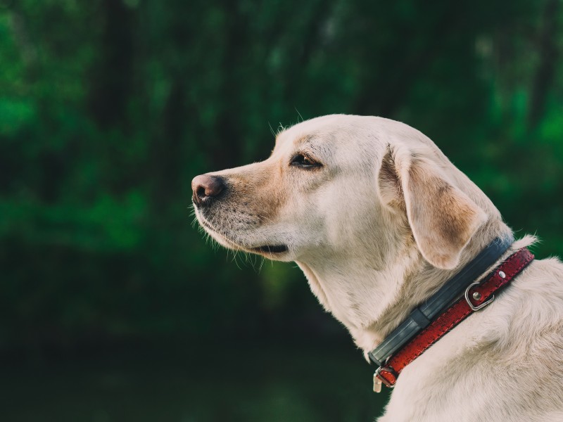 米白色拉布拉多犬图片