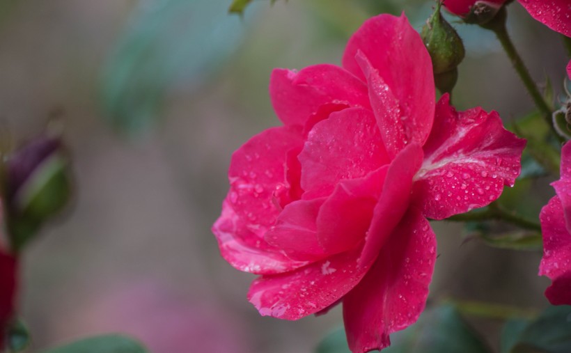 雨中月季花圖片