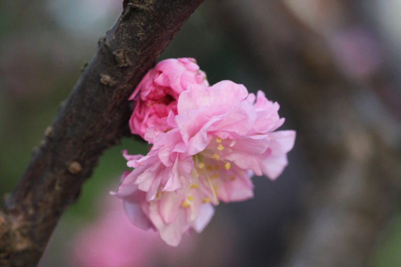 粉色郁李花图片   