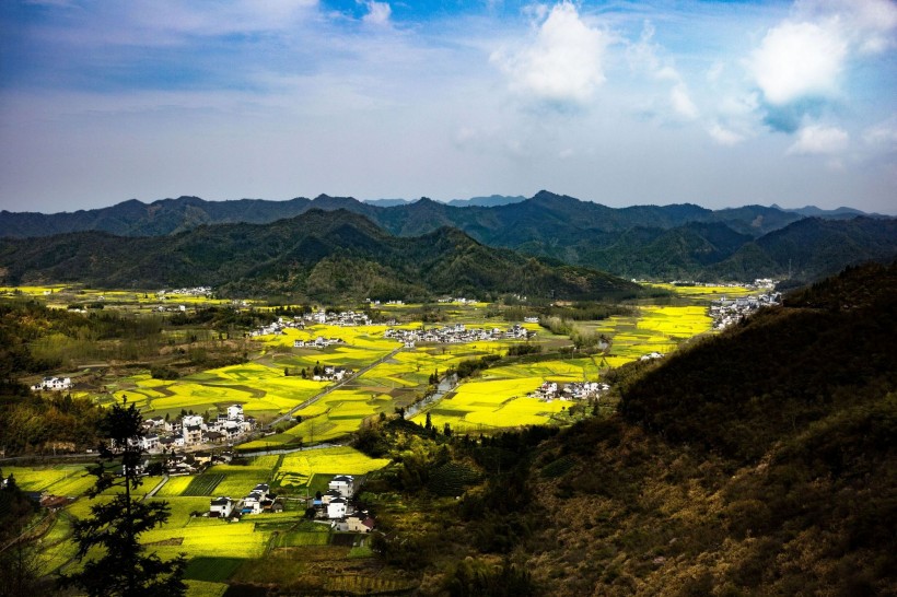 远眺油菜花田图片