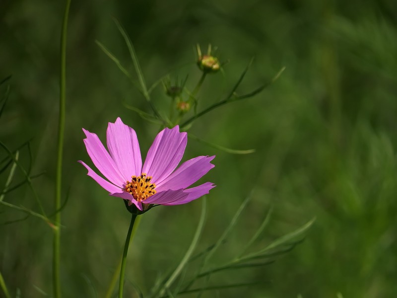 格桑花图片