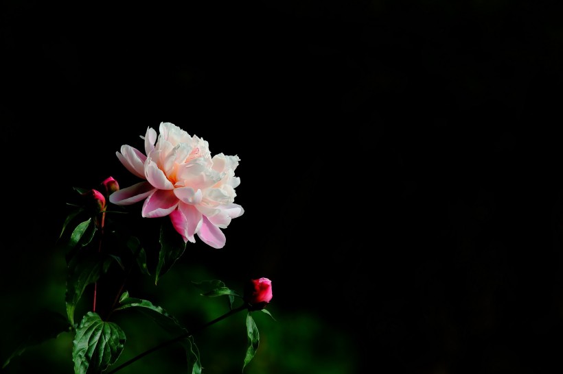 秀美芍药花图片