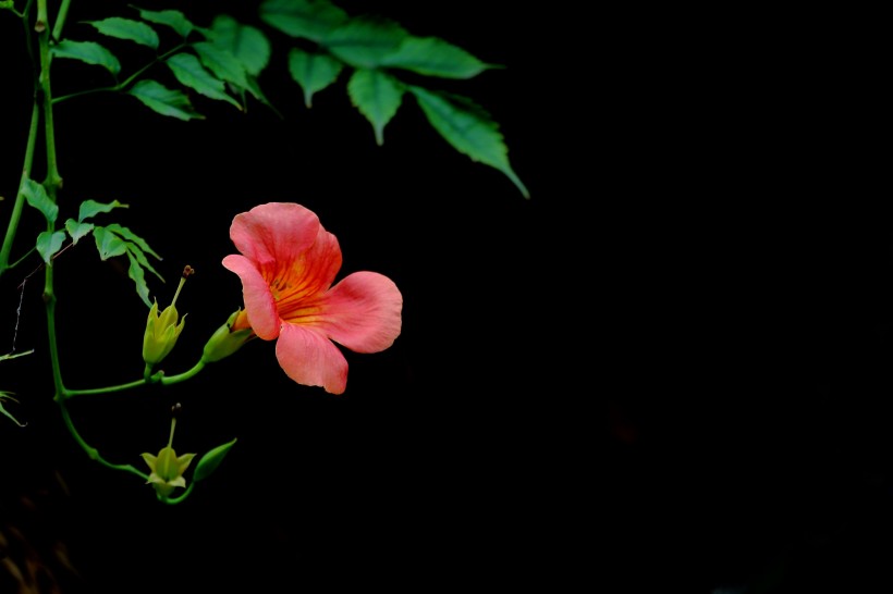 橙色凌霄花图片   