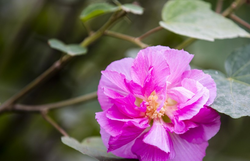 粉色木芙蓉图片