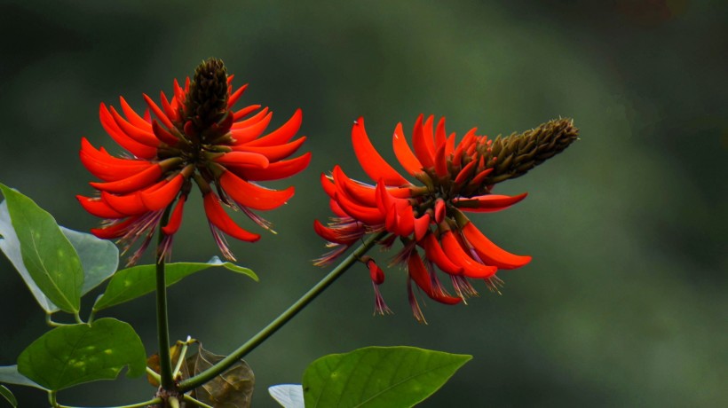 刺桐花图片