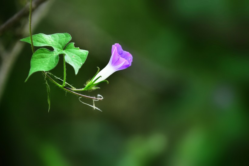 牵牛花图片