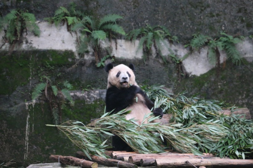 可爱大熊猫图片