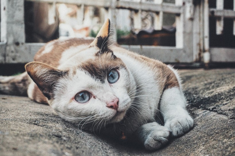 睁大双眼的小猫图片