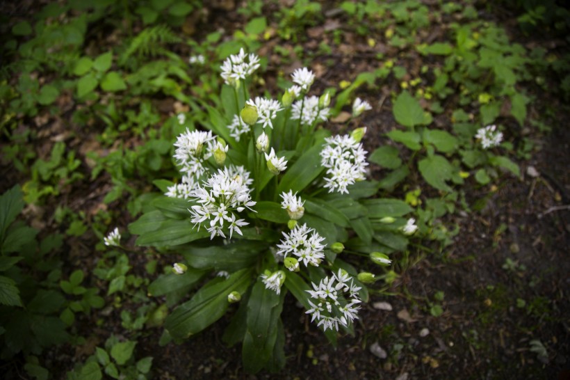 野蔥花圖片