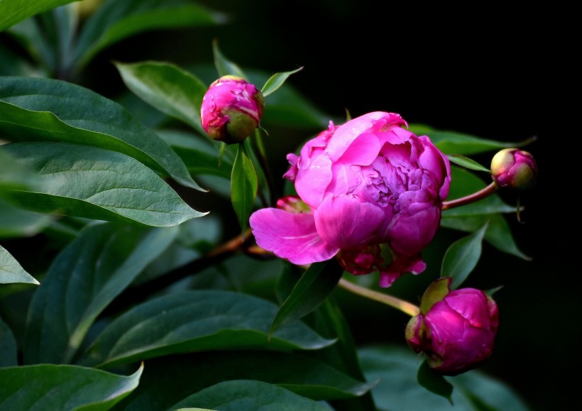 紫色芍药花图片