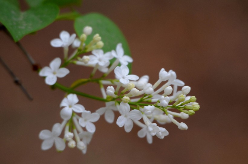 丁香花图片