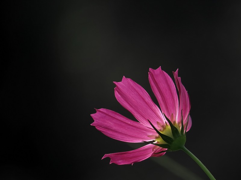 格桑花图片