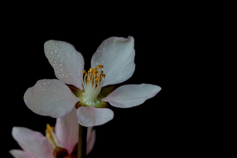 微距桃花图片