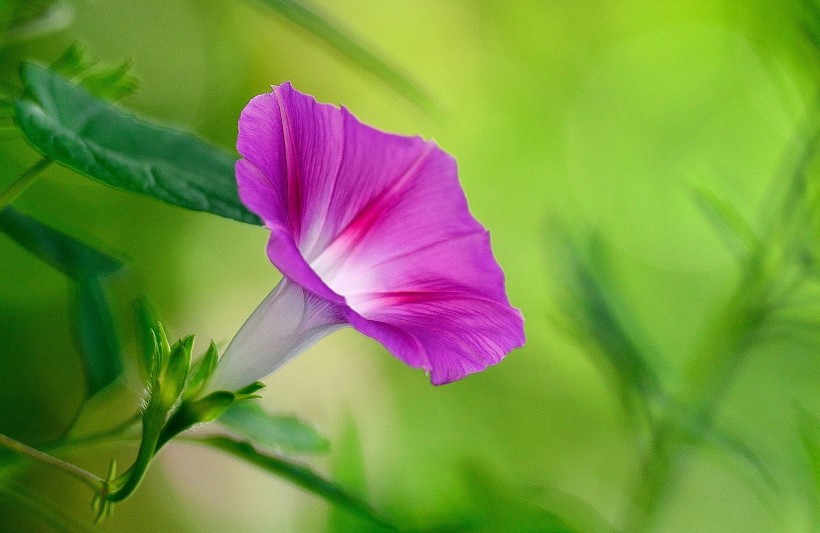 牵牛花图片