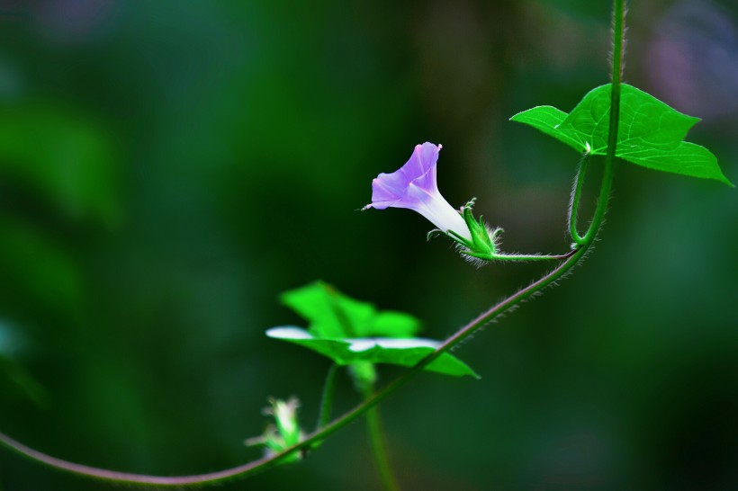 牽牛花圖片