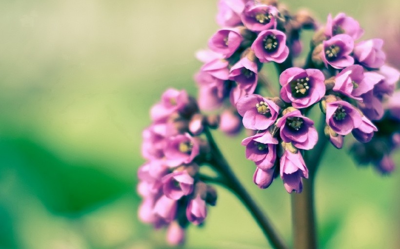 丁香花唯美的图片