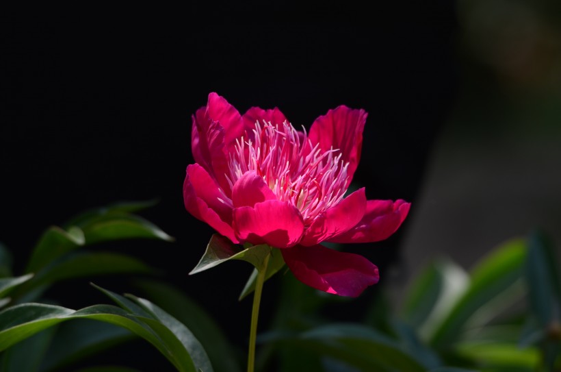 芍药花图片