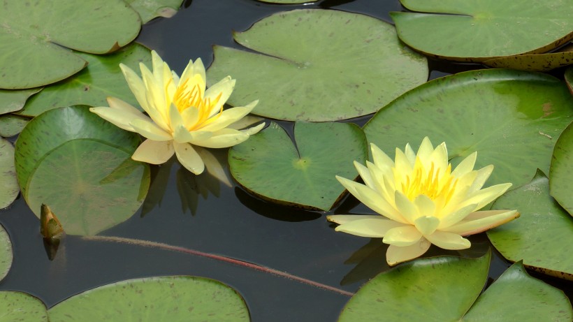 水莲花图片