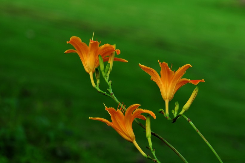 萱草花圖片