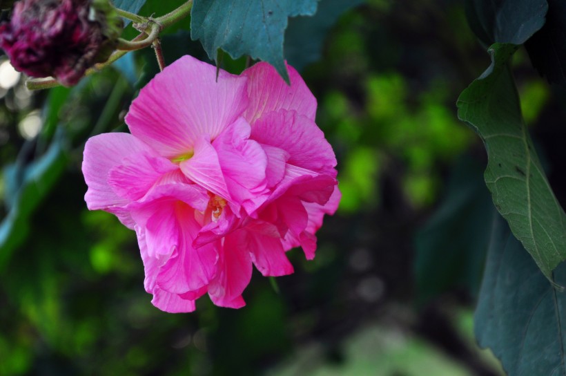 粉色木芙蓉图片  