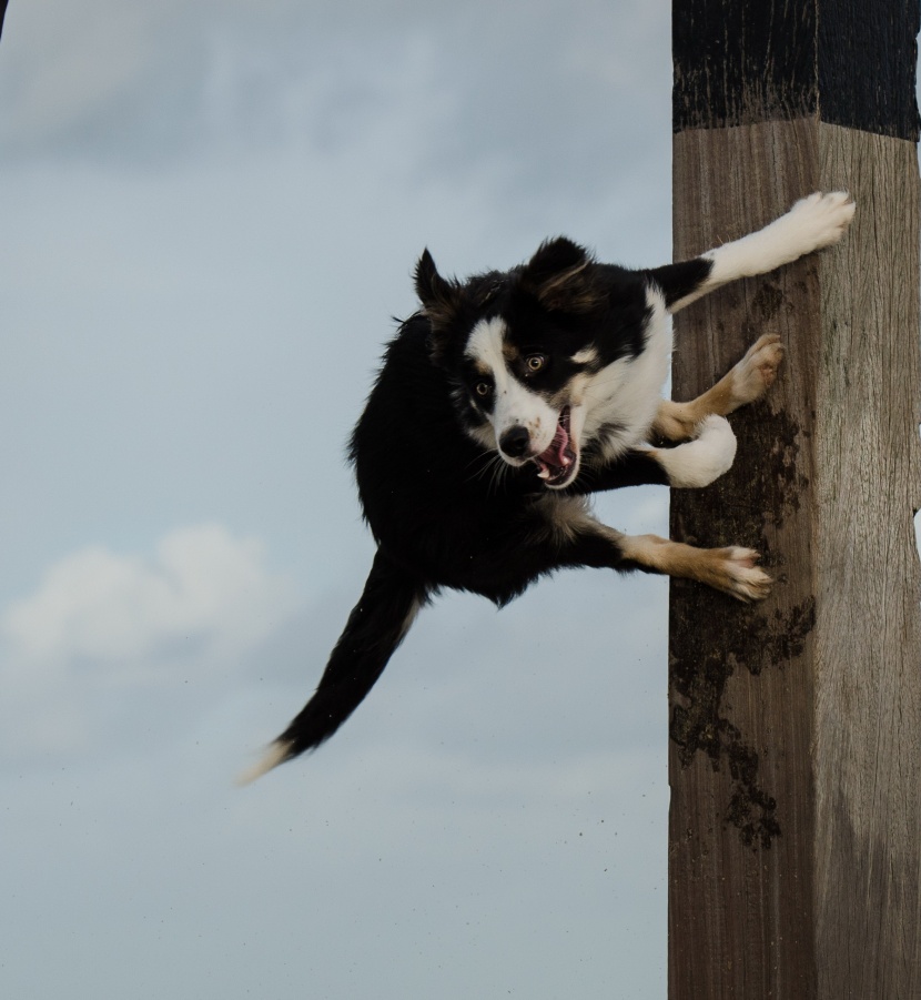 頑皮可愛的牧羊犬圖片