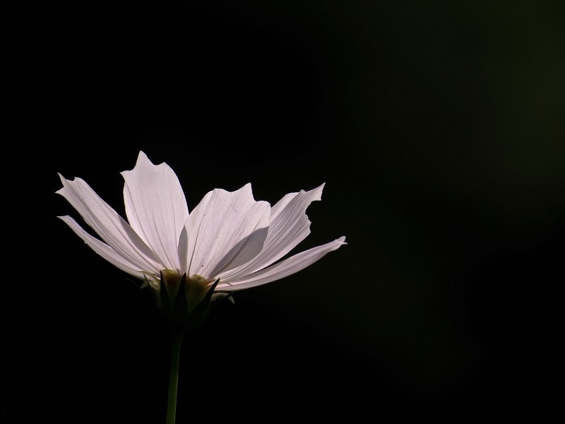 格桑花图片