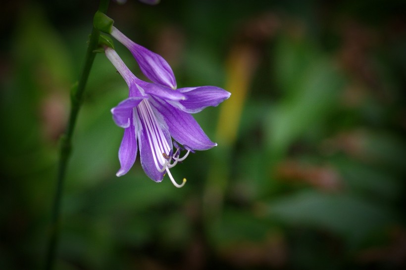 玉簪花圖片