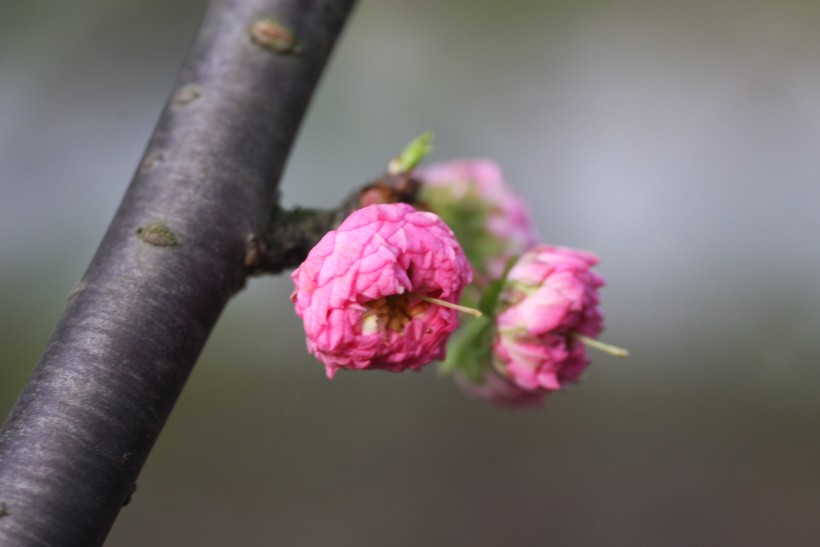 粉色郁李花图片   