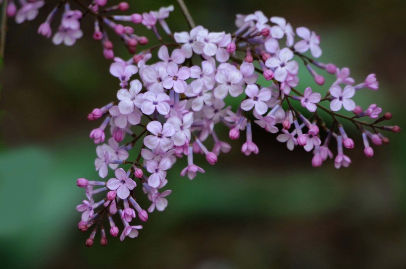 丁香花图片