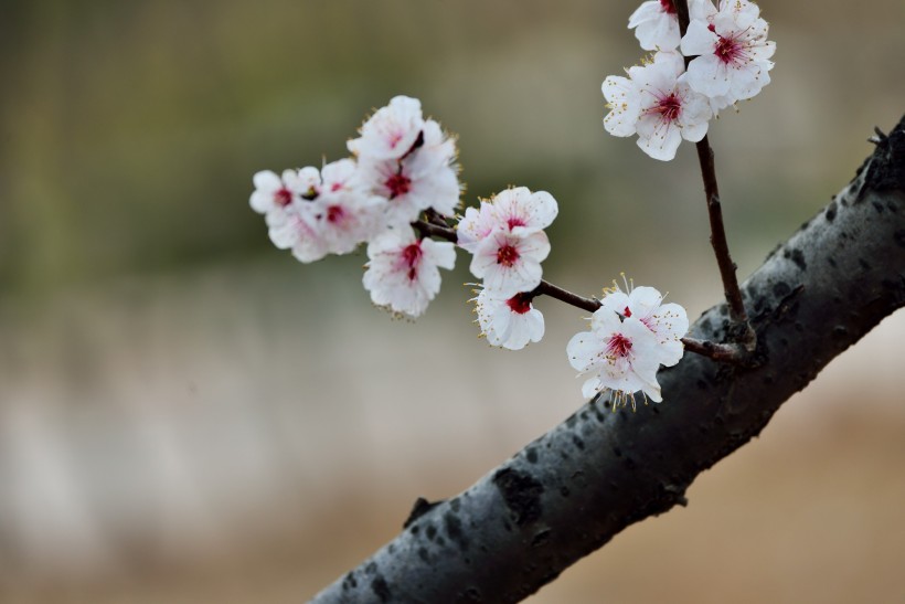 杏花圖片