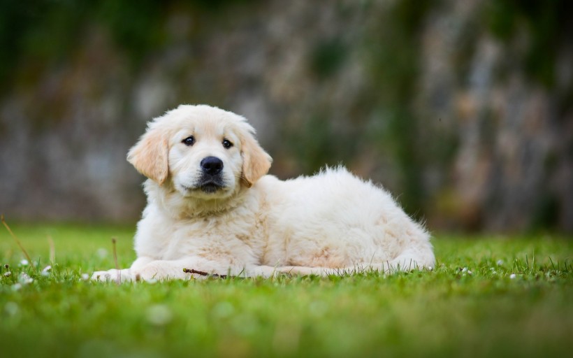 可爱的金毛寻回犬幼犬图片