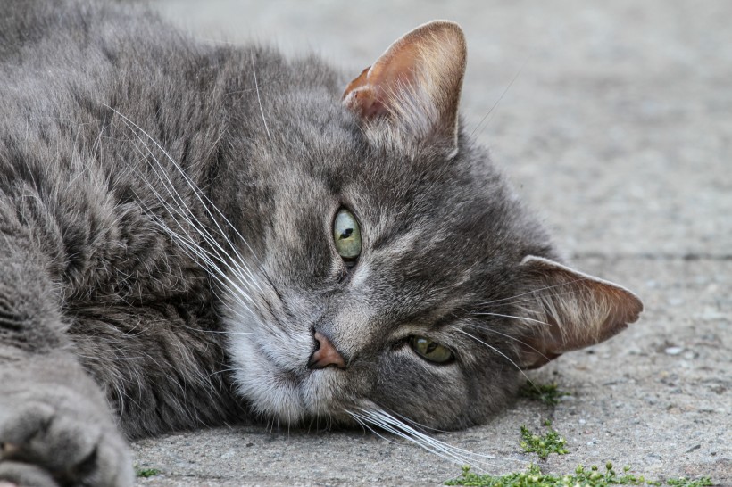 猫咪脸部特写图片