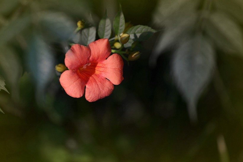 凌霄花图片