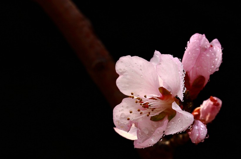 山桃花圖片