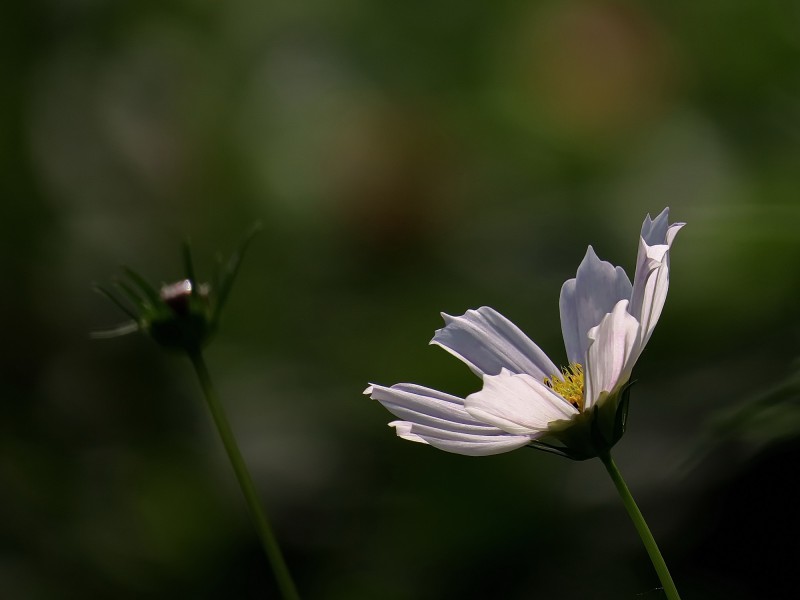 格桑花图片