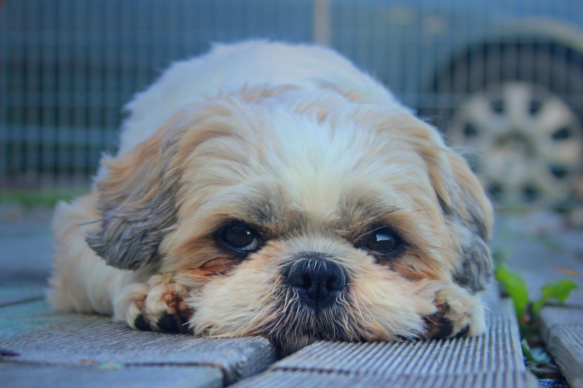 毛绒绒的西施犬图片