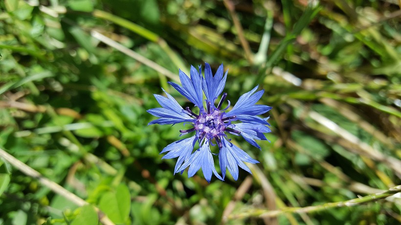 蓝色矢车菊图片