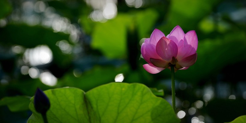 荷花圖片 