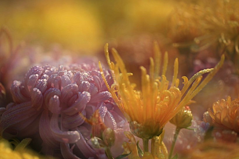 唯美菊花花瓣图片