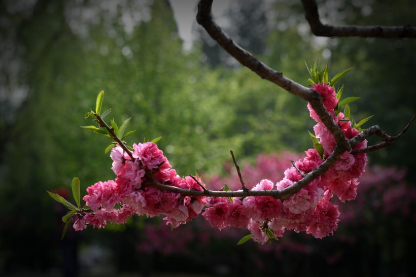 碧桃花圖片